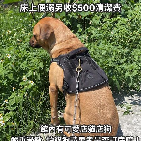 缽割貓點點 青旅 Diandian Hostel Puli Esterno foto