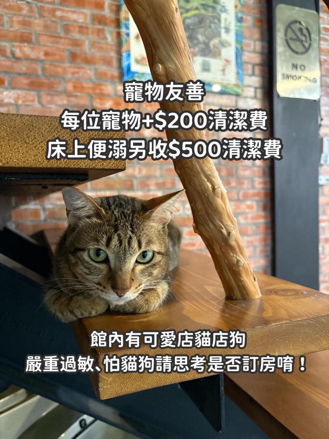 缽割貓點點 青旅 Diandian Hostel Puli Esterno foto
